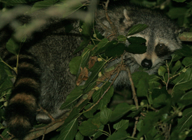 Northern Raccoon